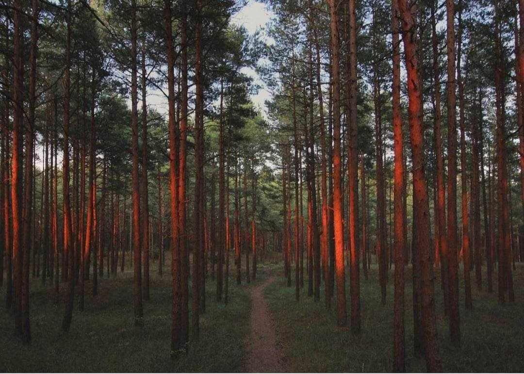 Gintarautojai Hotel Palanga Bagian luar foto